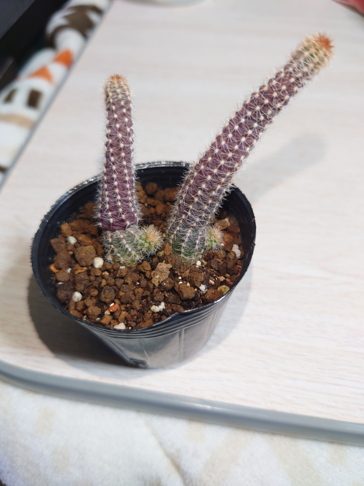 サボテン白檀について9月頃に購入したときは緑色でしっかりしていたの