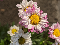 白い菊を育てている方に質問です 花の終わり頃になると花びらの端が Yahoo 知恵袋