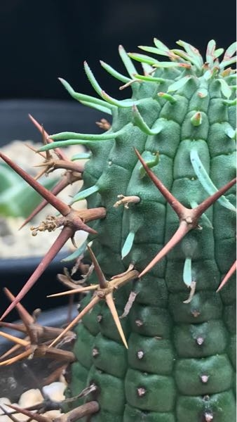 完売】 群星冠 子株 雌株 植物/観葉植物 - synvia.de