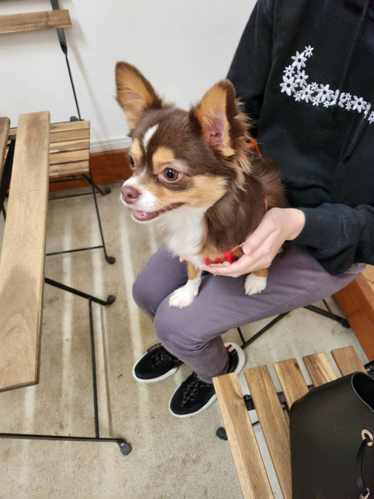 犬の脱走について 犬がフェンスを飛び越えて逃走してしまいます Yahoo 知恵袋