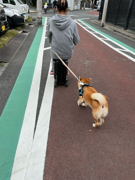 トランクに乗った人が犬の散歩をしています 電動のトランクがあるのですね 航 Yahoo 知恵袋