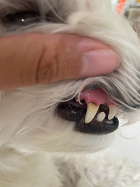 犬の歯茎が黒いんですが しんぱいです 以前 ピンクだった歯茎が一 Yahoo 知恵袋