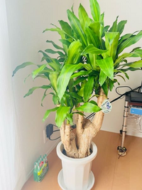 至急です 観葉植物のドラセナマッサンゲアナを買いました これは健康なドラセ Yahoo 知恵袋