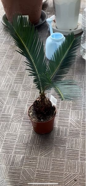 至急です。このソテツを高く育てたいのですが鉢を大きくすれば高く育