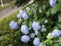 紫陽花の育て方でお知恵を 庭に１０年位経った紫陽花が有ります 毎年花の跡に Yahoo 知恵袋