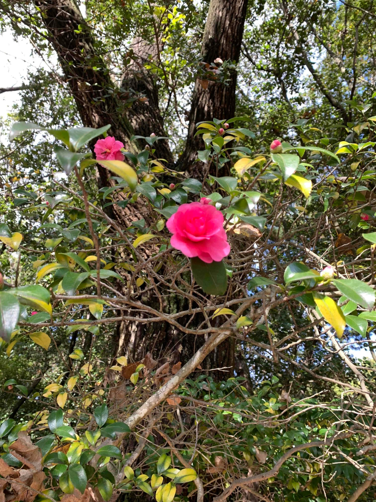 薔薇 植物に詳しい方お願い致します 写真の花はノイバラでしょうか Yahoo 知恵袋
