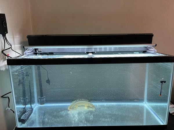 熱帯魚初心者です。友人から先日ポリプテルスを譲ってもらい立ち上げて 