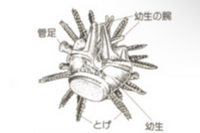 ウニのプルテウス幼生時にできる腕は生態になった後のトゲとは別のものなのです Yahoo 知恵袋
