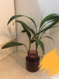 ドラセナの育て方について質問です 小さい木の株 を水差ししてたら ここまで Yahoo 知恵袋