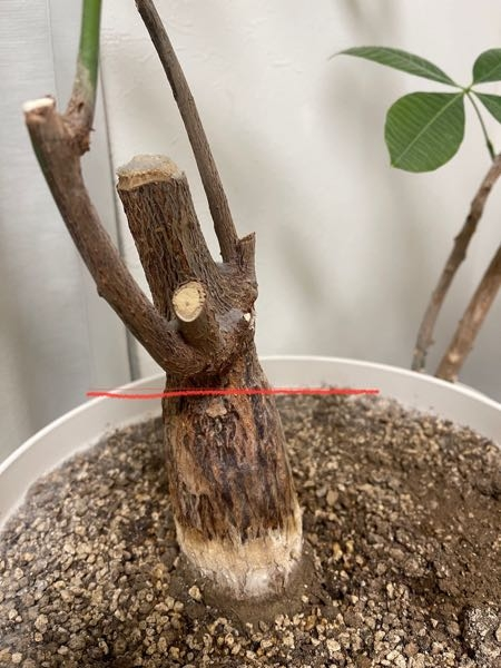 ただよです。パキラ 大鉢シンボル】パキラ｜特殊樹形の観葉植物ECサイト【the est】