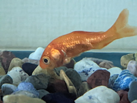 元気のない金魚がいます １ヶ月前に 金魚すくいですくった金魚が９匹い Yahoo 知恵袋