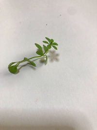 こんな芽の出し方をする雑草って何だかわかりますか 何かの種を蒔いた記憶はな Yahoo 知恵袋