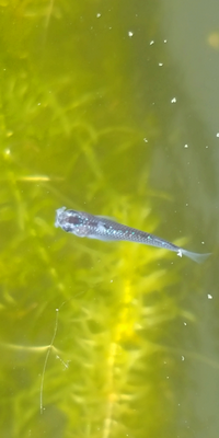 うちのメダカです これは水カビ病ですか そうですね 水温は Yahoo 知恵袋