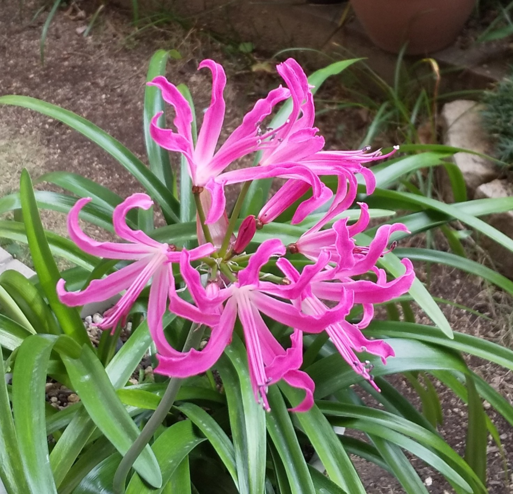 顆粒タイプの除草剤をまきたいのですが なかなか雨がふりません Yahoo 知恵袋