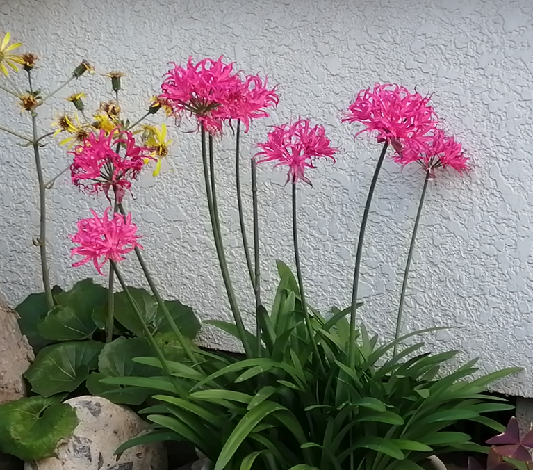 先週末 濃いピンクの花が咲いた植物を見付けました これは何という Yahoo 知恵袋