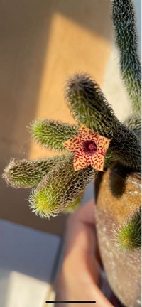 シマトネリコの木に白い花がたくさん咲いているですがその花はそのまま置いておい Yahoo 知恵袋