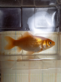 今日 約12cmの金魚が死んでしまいました 原因を教えていただき Yahoo 知恵袋