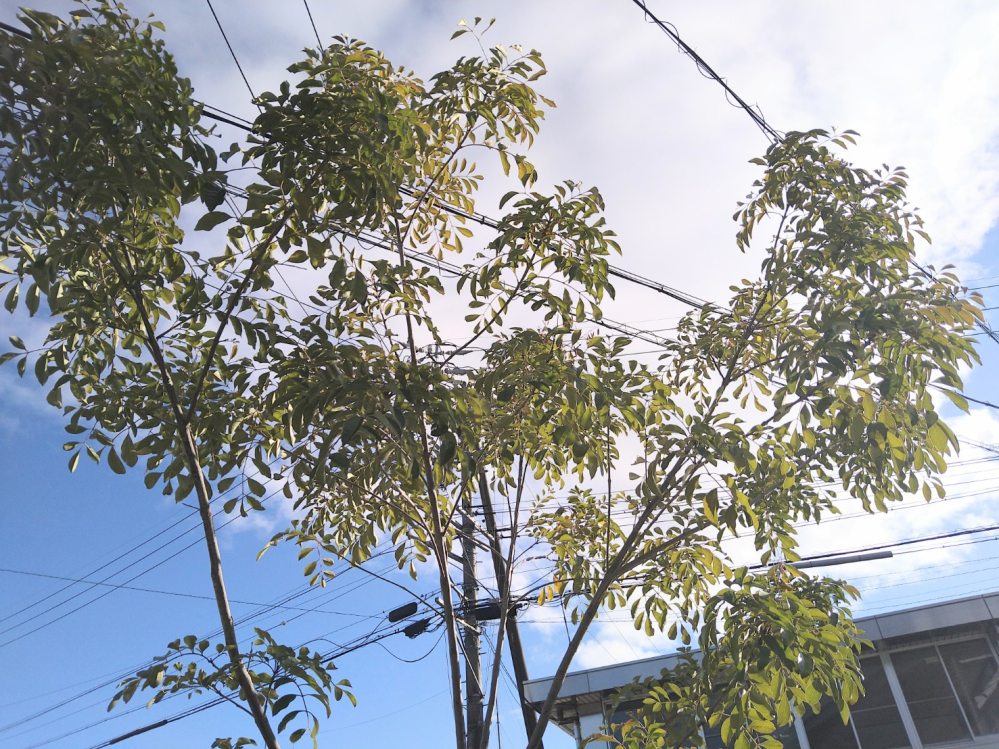 アレチウリとハヤトウリを 花が咲く前の状態で見分ける方法を教えてください Yahoo 知恵袋