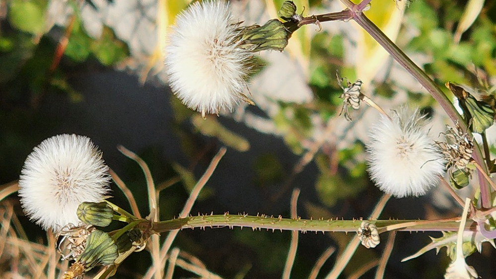 茎に棘 葉はアザミのように棘がありました 綿毛になってますが黄色 Yahoo 知恵袋