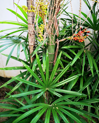 何と言う植物でしょうか 裏庭の竹の様な植物に赤と黄緑色の実のよう Yahoo 知恵袋