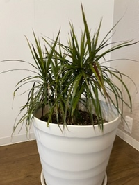 超特大サイズ コンシンネ 値下げしました