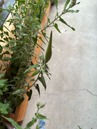 オキシペタラム ブルースター を去年の春頃から育てているのですが 種が入っ Yahoo 知恵袋