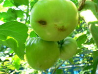 トマトが尻腐れ病になりました 石灰を追加しましたが なか Yahoo 知恵袋