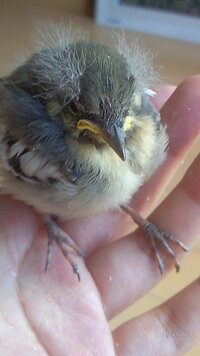 鳥の種類はわかりますか 雛を保護しました 巣を工事で撤去され 親鳥は姿が見 Yahoo 知恵袋