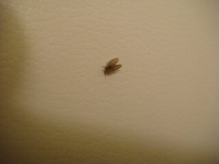 この虫 なんですか 風呂場など水回りに多くいるみたいなんですが お風呂入る Yahoo 知恵袋