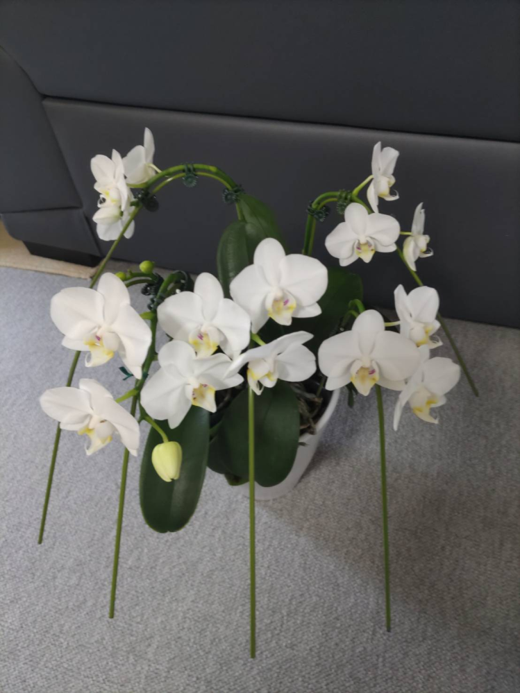 Chie Pctr C Yimg Jp Dk Iwiz Chie Que