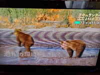 Teco液晶カラーテレビなんですが画面真ん中辺りに線が入っていて Yahoo 知恵袋