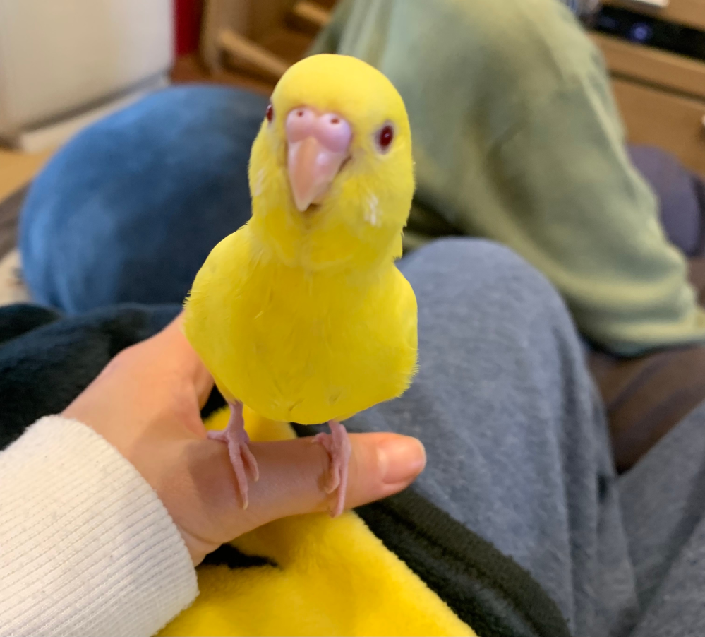 すずめって戸締まりするのか W 鳥のすずめも巣をのぞいたら Yahoo 知恵袋
