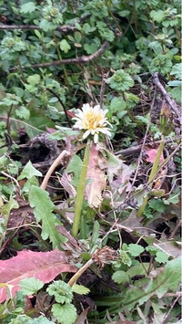 もみじの種の収穫時期を教えてくださいプロペラ 種 が沢山ついているもみ Yahoo 知恵袋