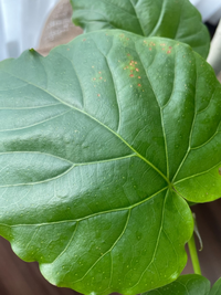 これはハダニが付いている状態でしょうか 当方観葉植物は初心者で判断が難しく Yahoo 知恵袋