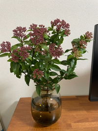 牡丹 芍薬 石楠花の違いを教えてください ぼたん 牡丹 キンポ Yahoo 知恵袋