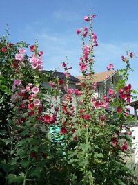 気になる花の名前を教えてください 夏の背の高い花です 家 Yahoo 知恵袋