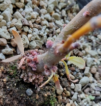 カインズホームのオリジナル観葉植物の土を使って モンステラを大きめの鉢に植え Yahoo 知恵袋