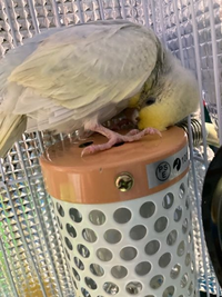 tukkeyko様 専用 アクリルケース インコ 定価 通販 www.urbanbug.net
