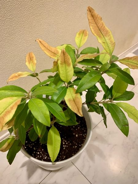 レモンマートルの葉が黄色くなって来ました。水のやり過ぎに注意しな 