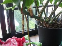 モンステラの茎伏せ 芽は出たのですが 根が出ていないようです 観葉植物初心者 Yahoo 知恵袋