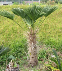 シュロの木、棕櫚の木、1本（選択可能）、庭木、ガーデニング、自己
