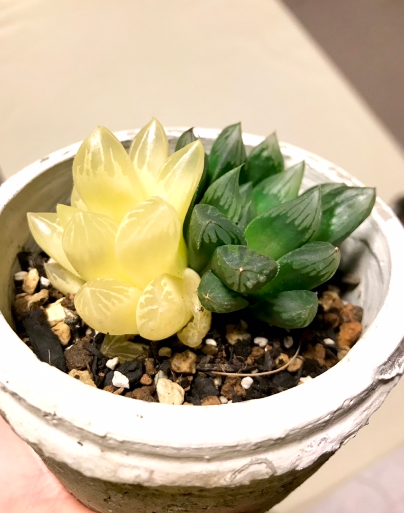 ハオルチア全斑？これどうなってるんでしょう？昨年秋頃に植物直売所で