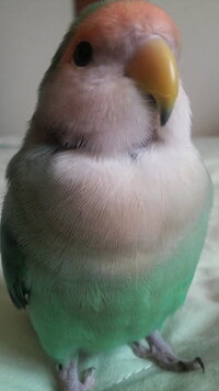 コザクラインコの生後1ヶ月程度の雛をお迎えしました カラーはブルーで販売 Yahoo 知恵袋