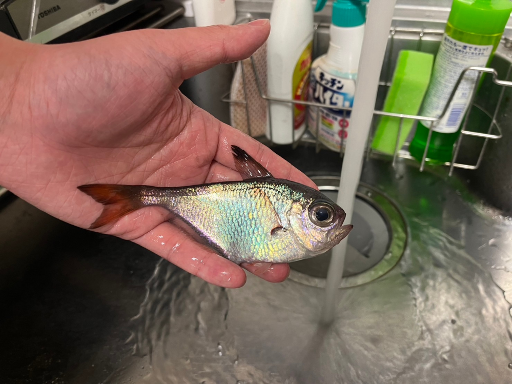 詳細記載しました)海水魚 買い取ってくれる方探してます