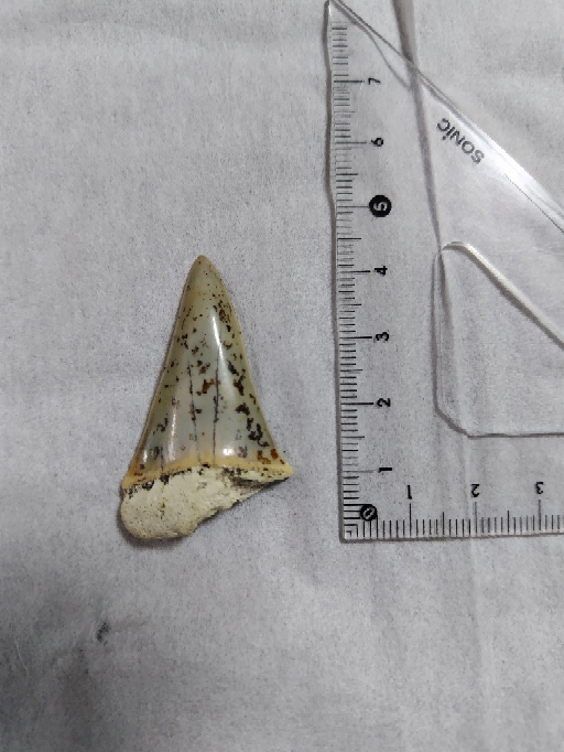 歯のような化石を拾いました。サメの歯に見えますが、何の化石