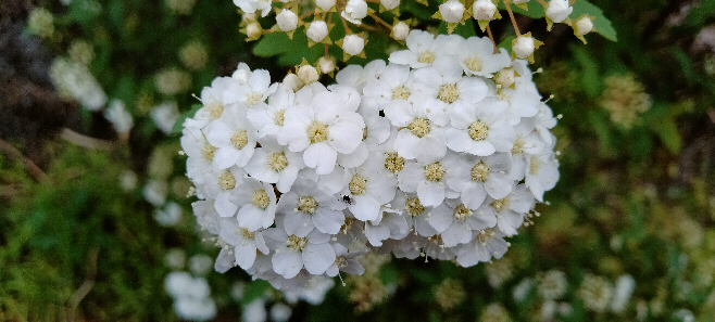 この花の名前を教えてください