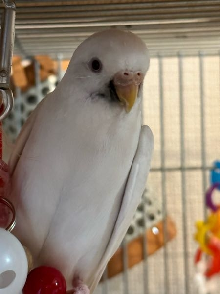 ゜ .゜・*.【芋餡様 専用】 コザクラインコ.*・゜ .゜・*. | laerre.org