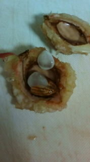 桃のでかい種ありますよね あれを植えたらおいしい桃ってなりますか Yahoo 知恵袋