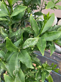 金柑の葉　確認用 black-leaves-on-kumquat-v0-