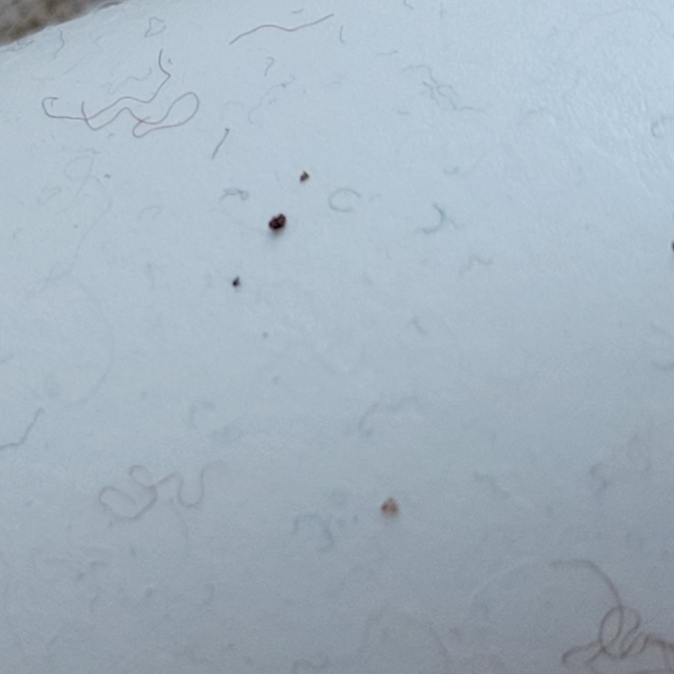 チャタテムシが大量にでました。大分出ないようにはなったのですが窓枠の所にひいてある絨毯にだけこの卵？フン？のようなものがおちています。これってなんでしょう 